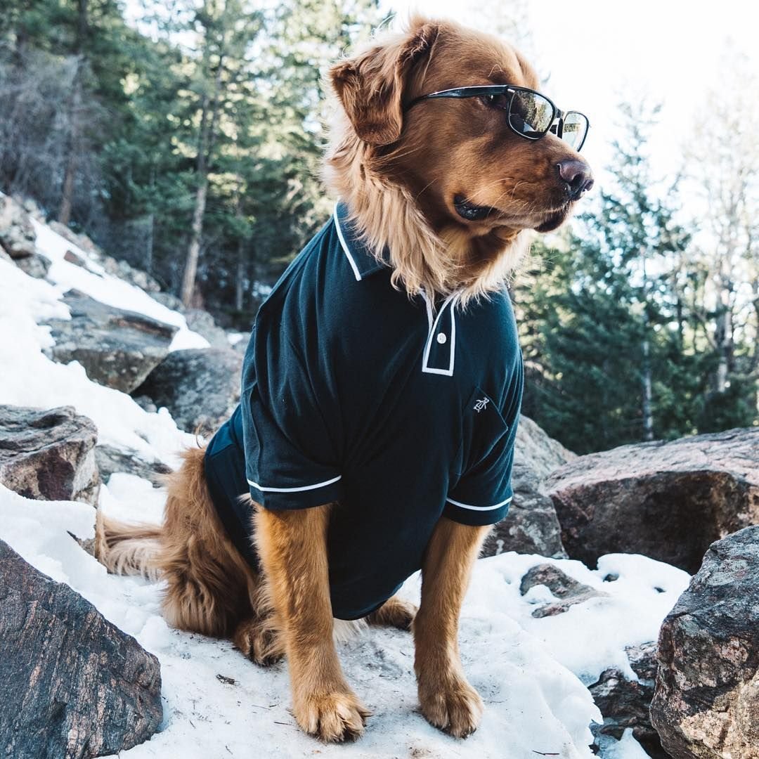 Элегантные породы собак