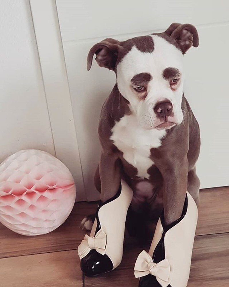 Необычные окрасы собак