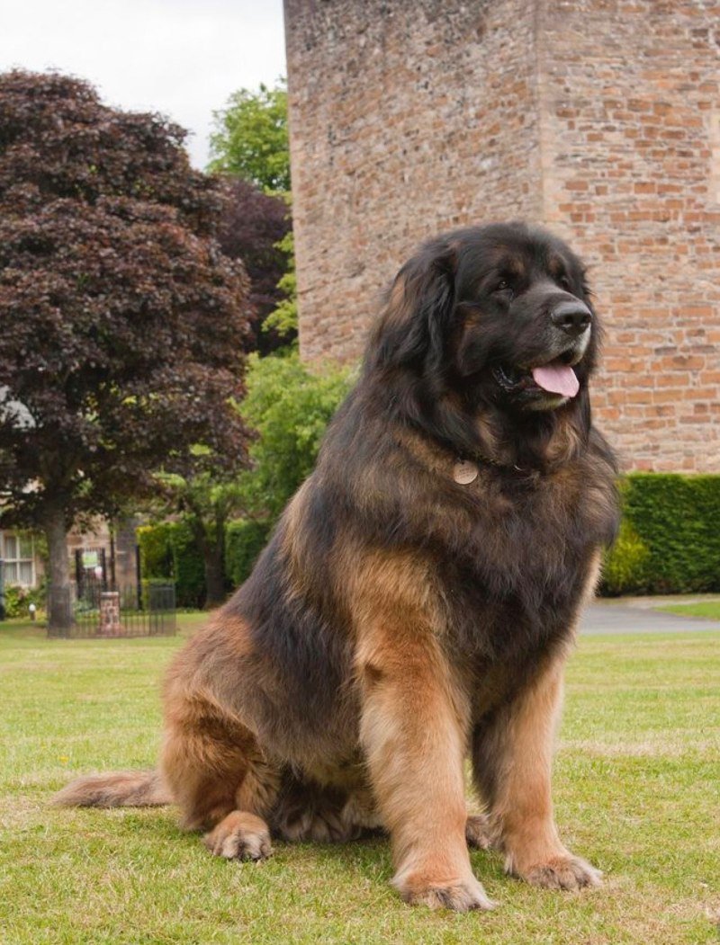 Леонбергер собака