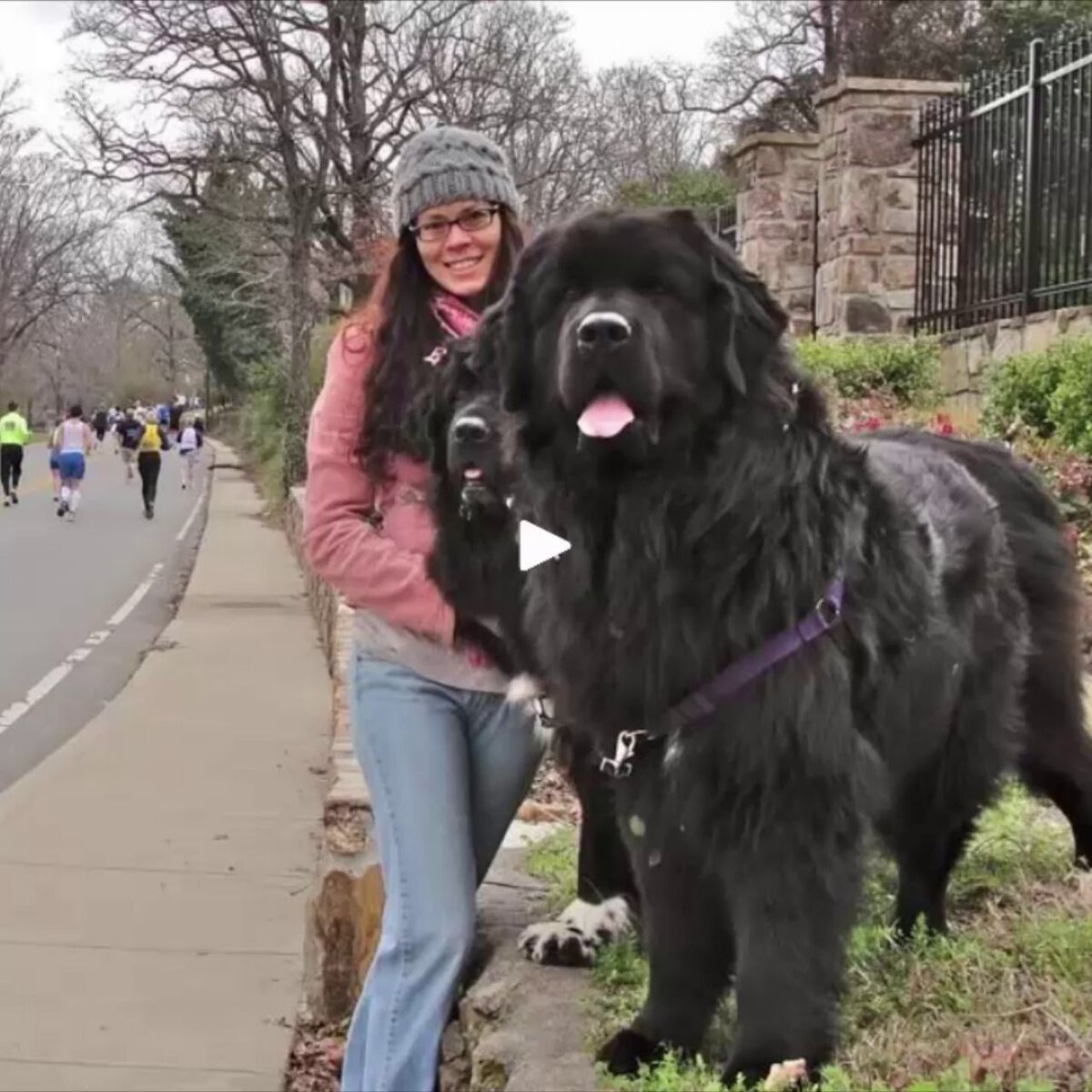 Тибетский мастиф великан