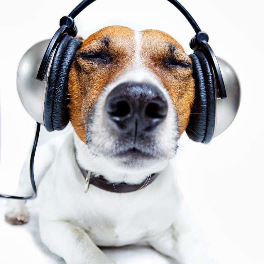 Собачка в наушниках