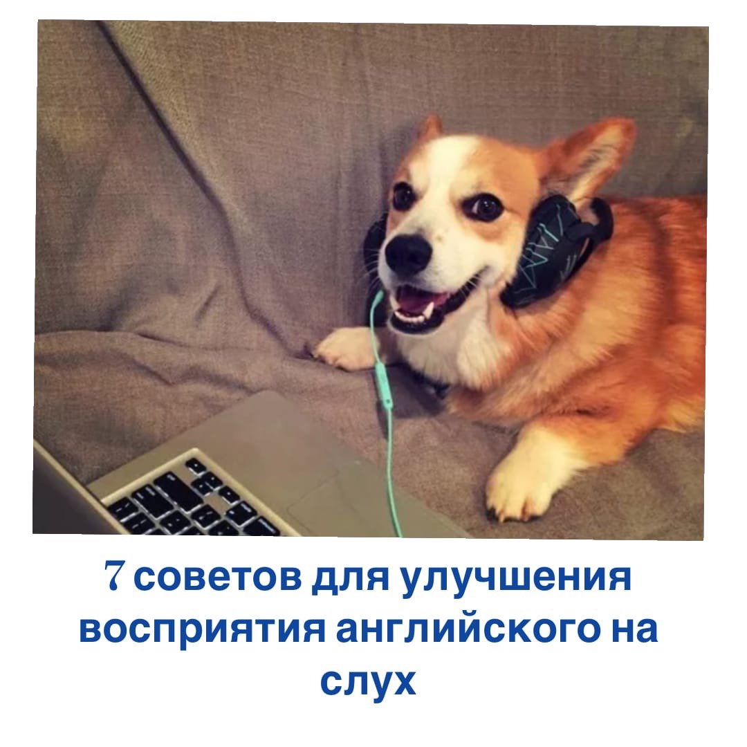 Собака в наушниках