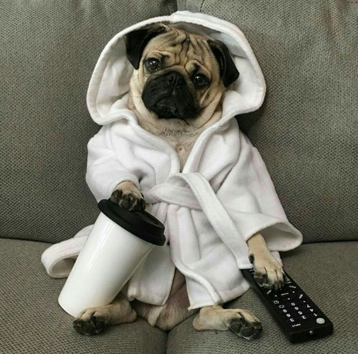 Одежда для собак