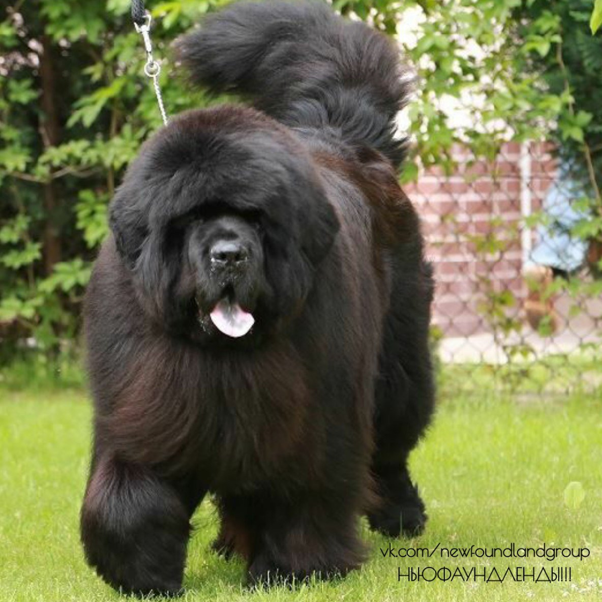 Тибетский мастиф и ньюфаундленд