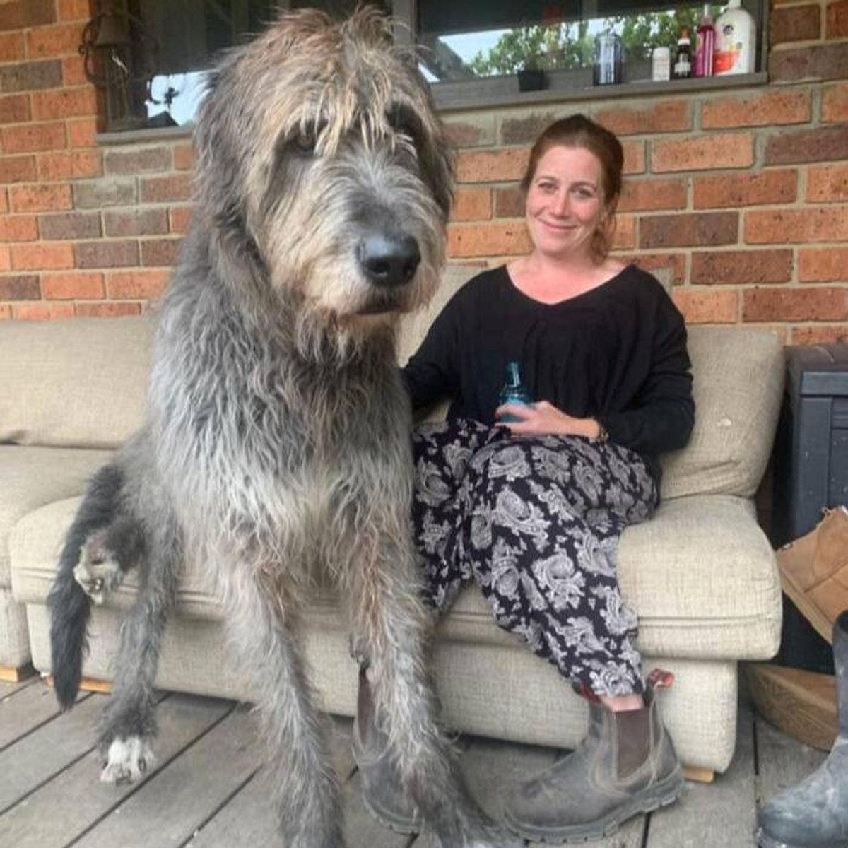 Собака ирландский волкодав