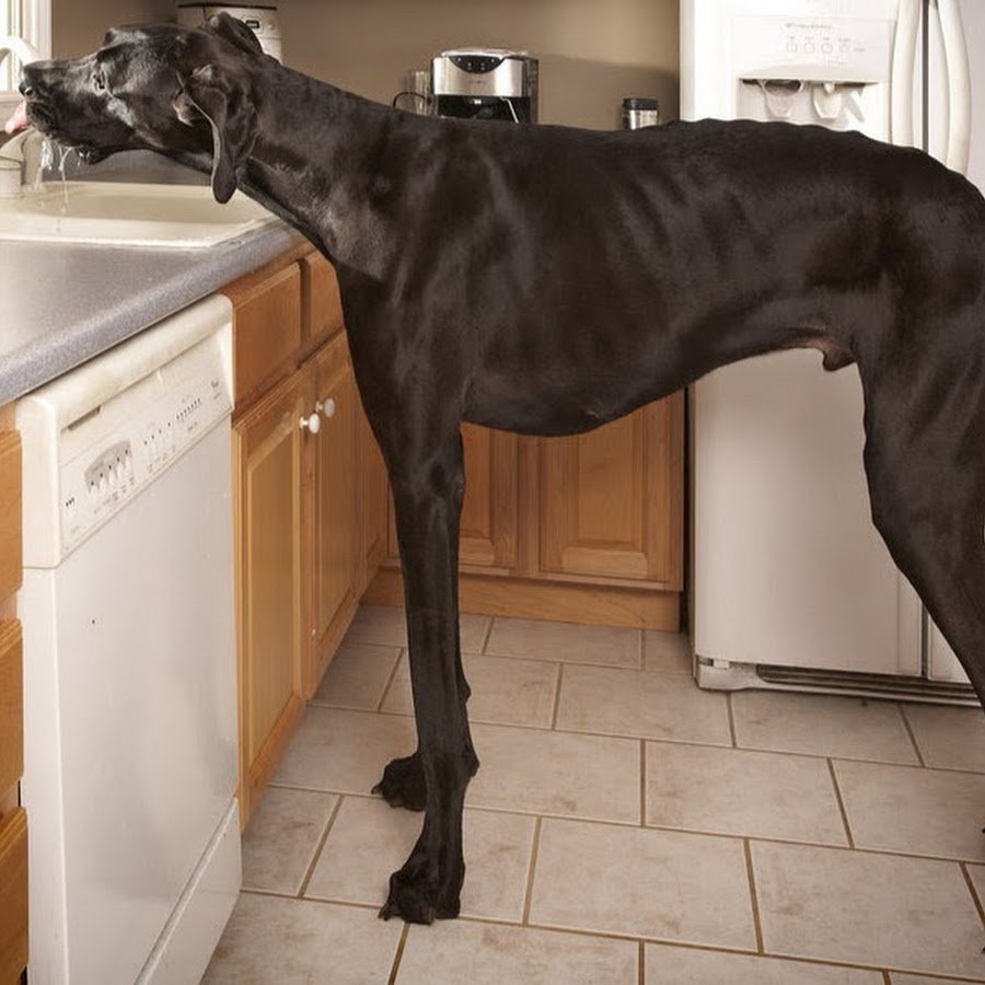 Немецкий дог рекорд Гиннесса