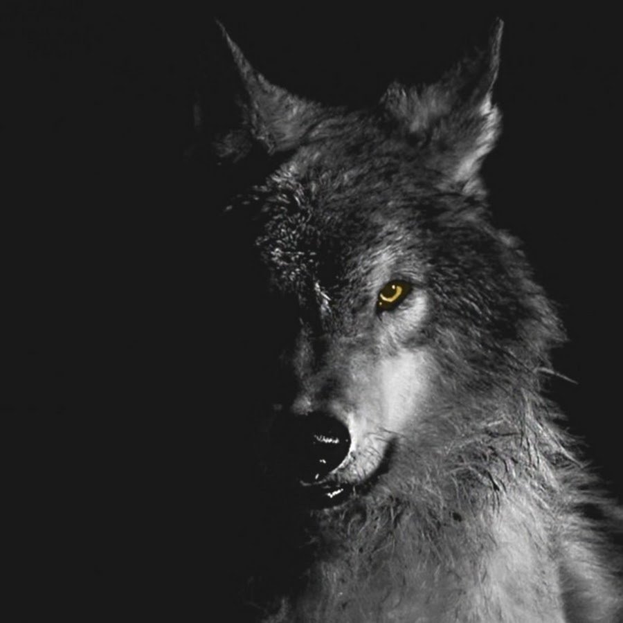 Глаза волка в темноте