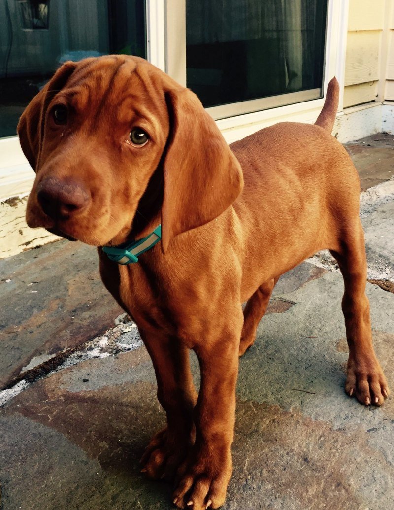 Штетхаурд порода