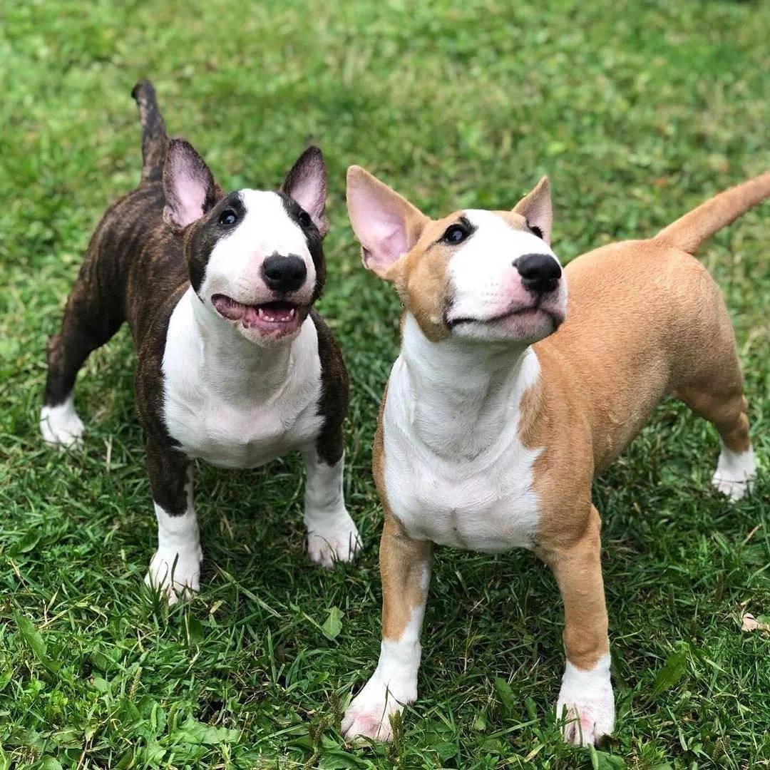 Минибуль и бультерьер