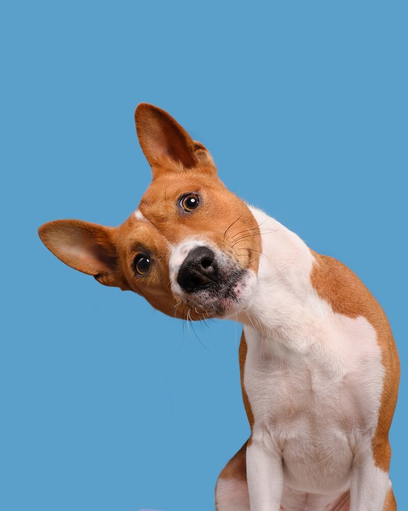 Споиэлька собака