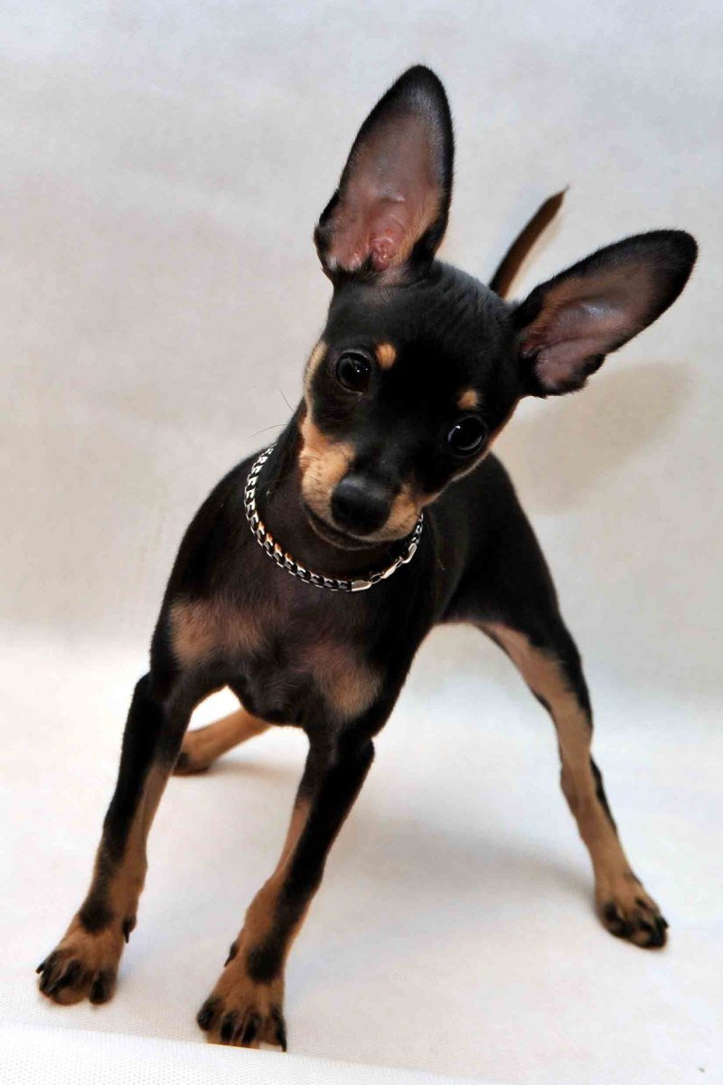 Пражский крысарик