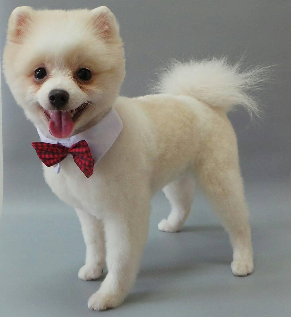 Шпиц померанский стриженый