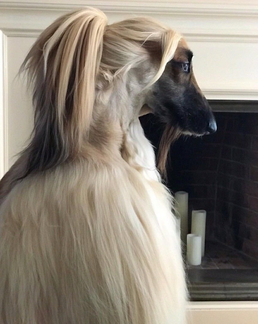 Афганская борзая / Afghan Hound