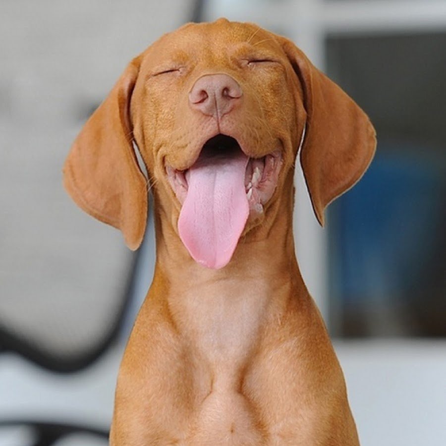 Собака венгерская выжла