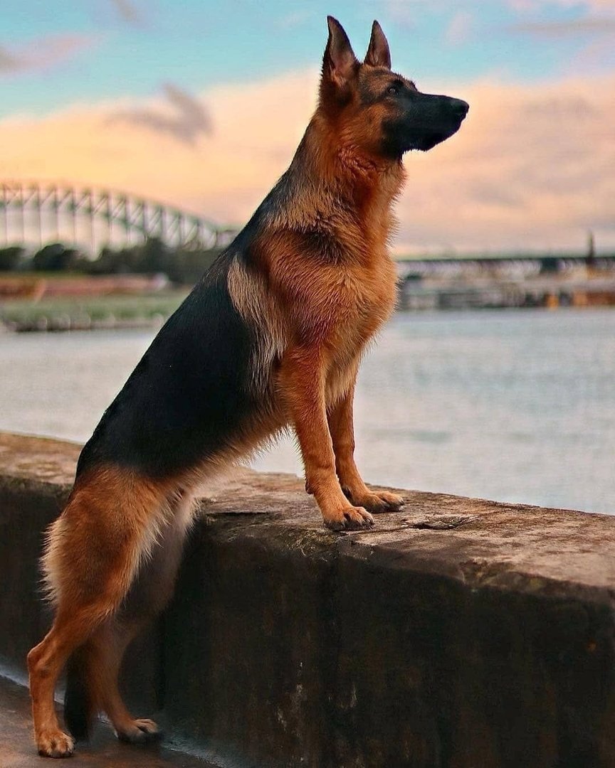 Овчарка немец гладкошерстная