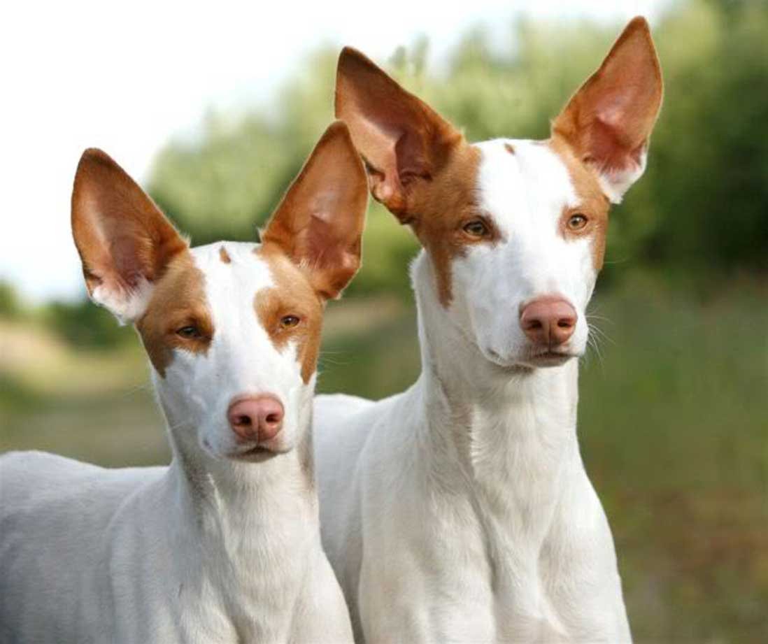 Ивисская борзая Поденко ибиценко