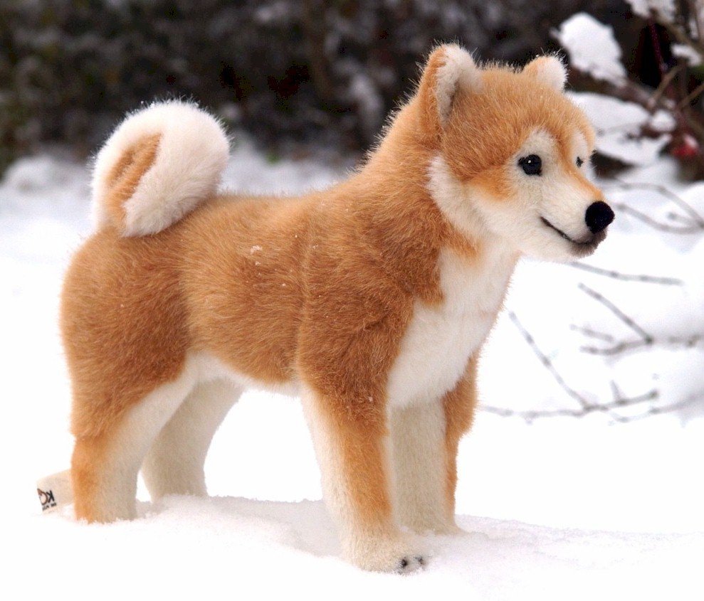 Порода сиба ину