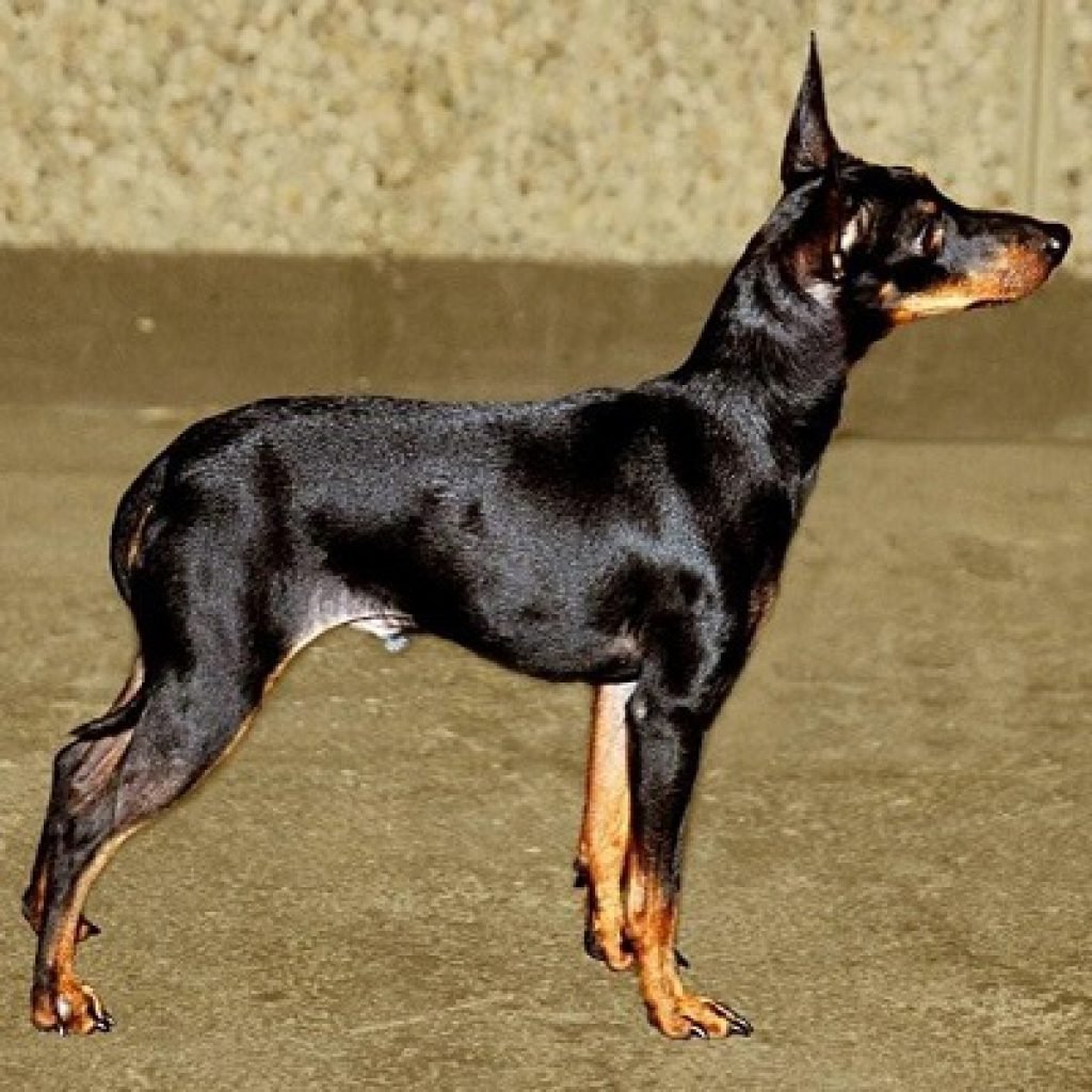 Английский той-терьер