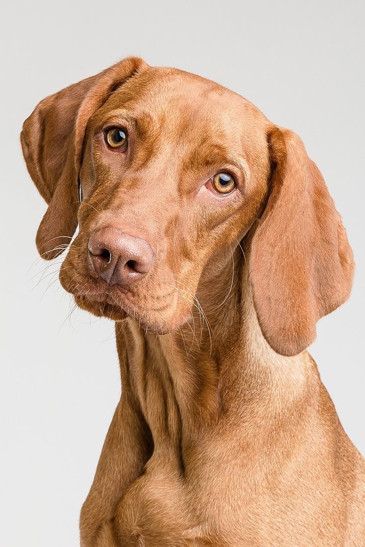 Большая коричневая собака