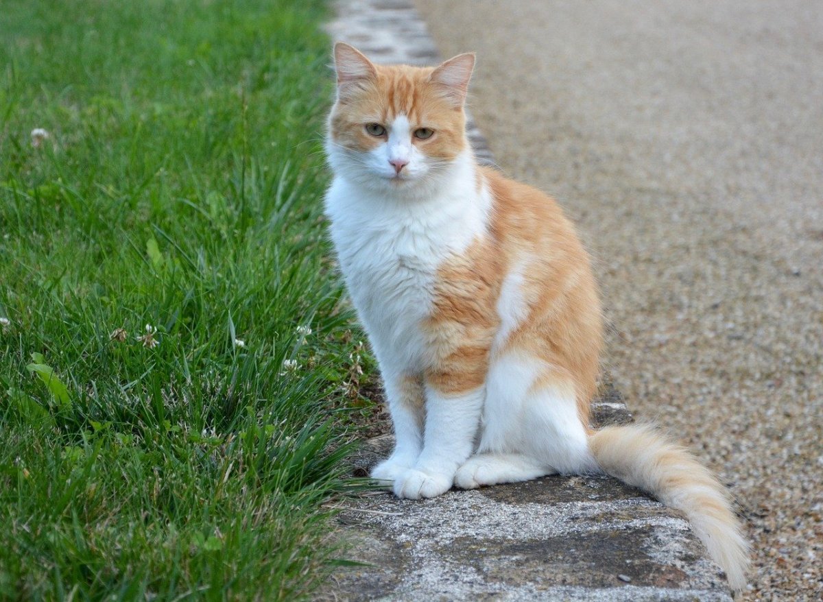 Беспородные кошки рыжие с белым