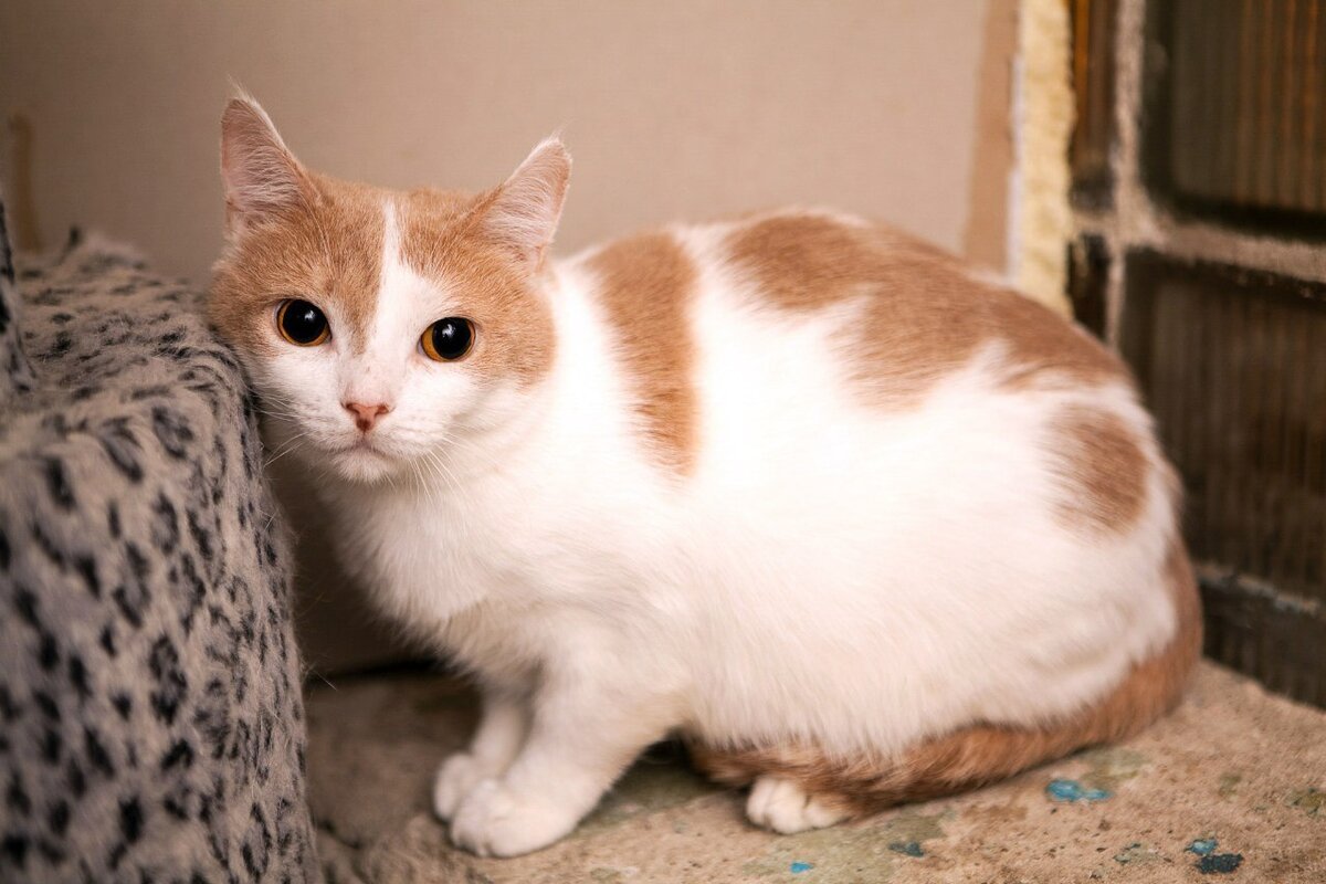 Рыже белый кот