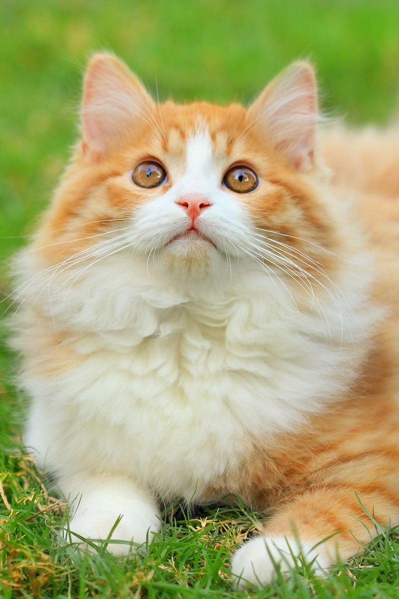 Рыжие пушистые коты