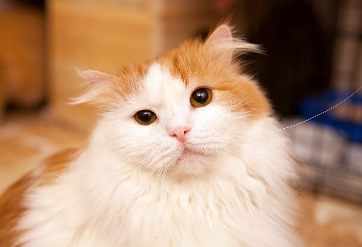 Рыже белый кот