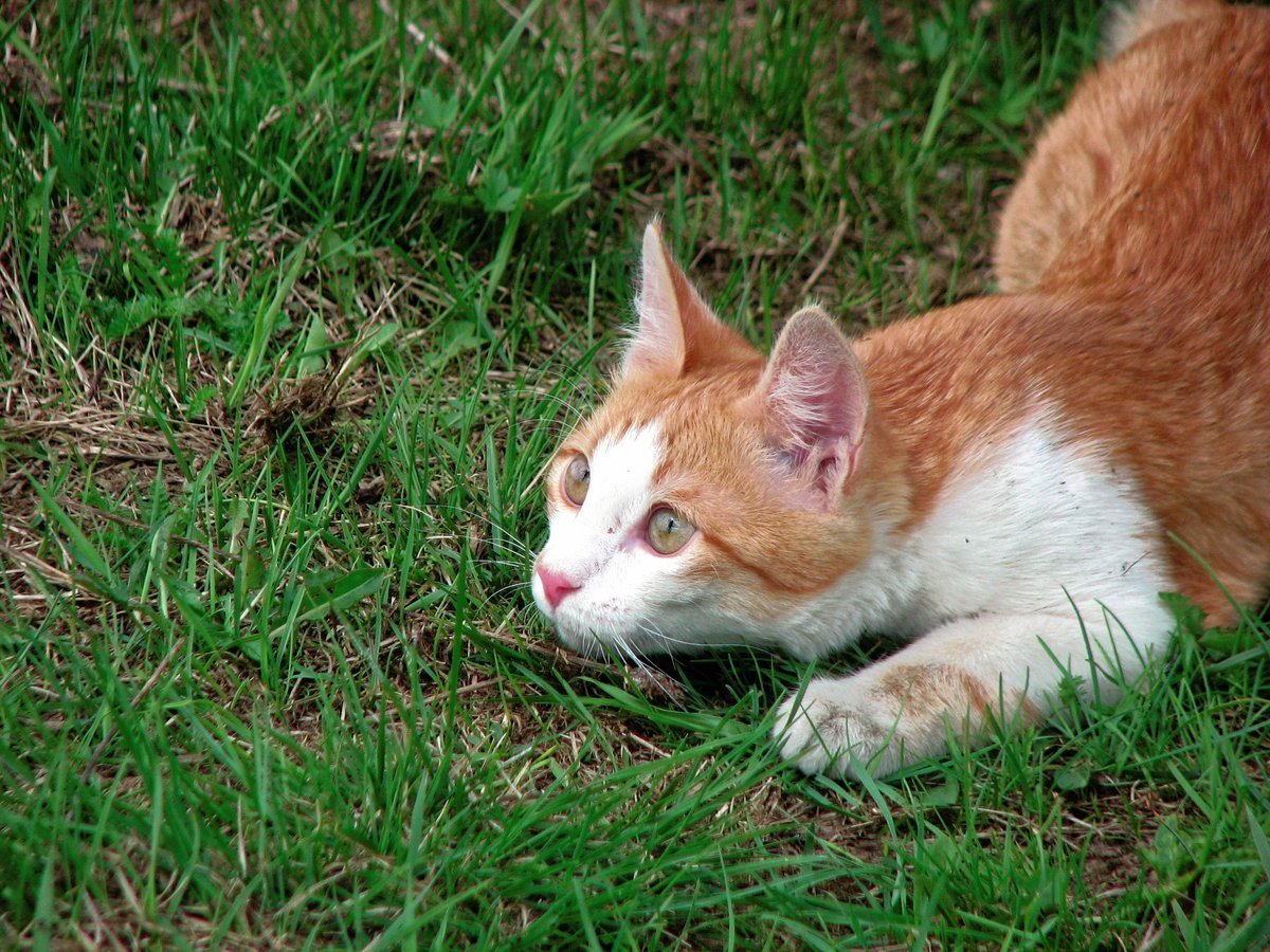 Гладкошерстный турецкий Ван рыже белый