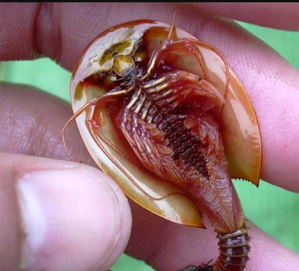 Трилобит мечехвост