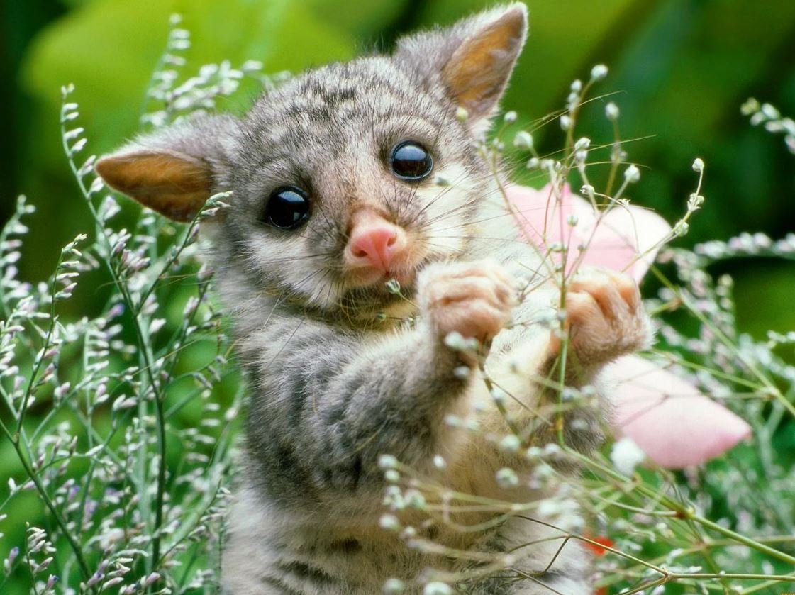 Ушастый поссум