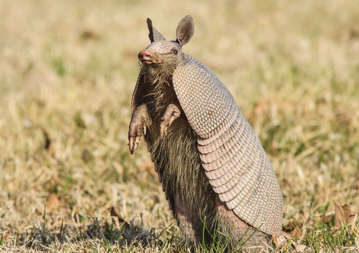 Девятипоясный броненосец