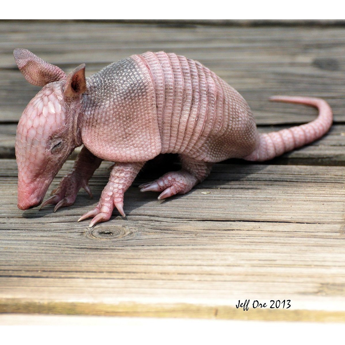 Броненосец альбинос