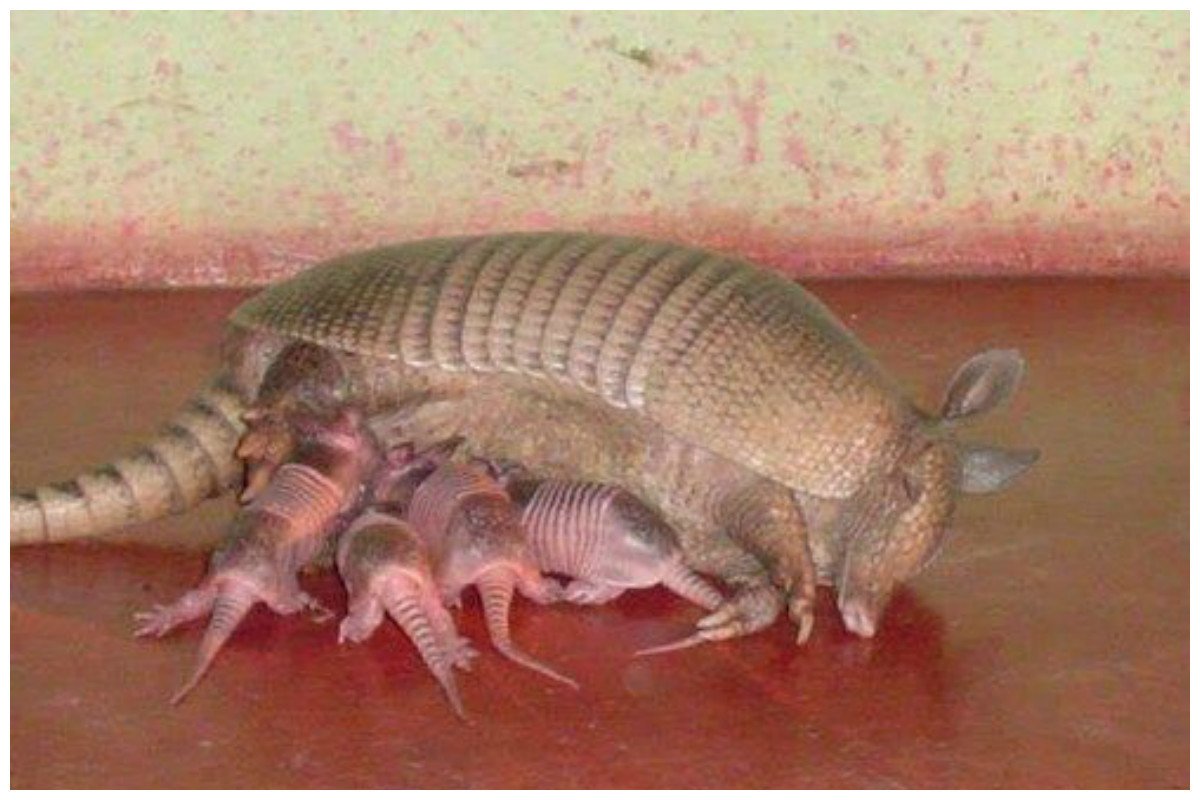 Щитоносный броненосец