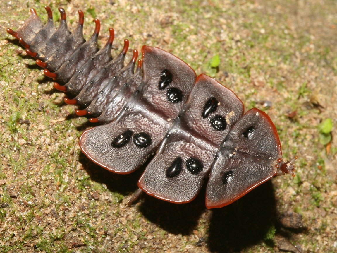 Жук Трилобит (Trilobite Beetle)