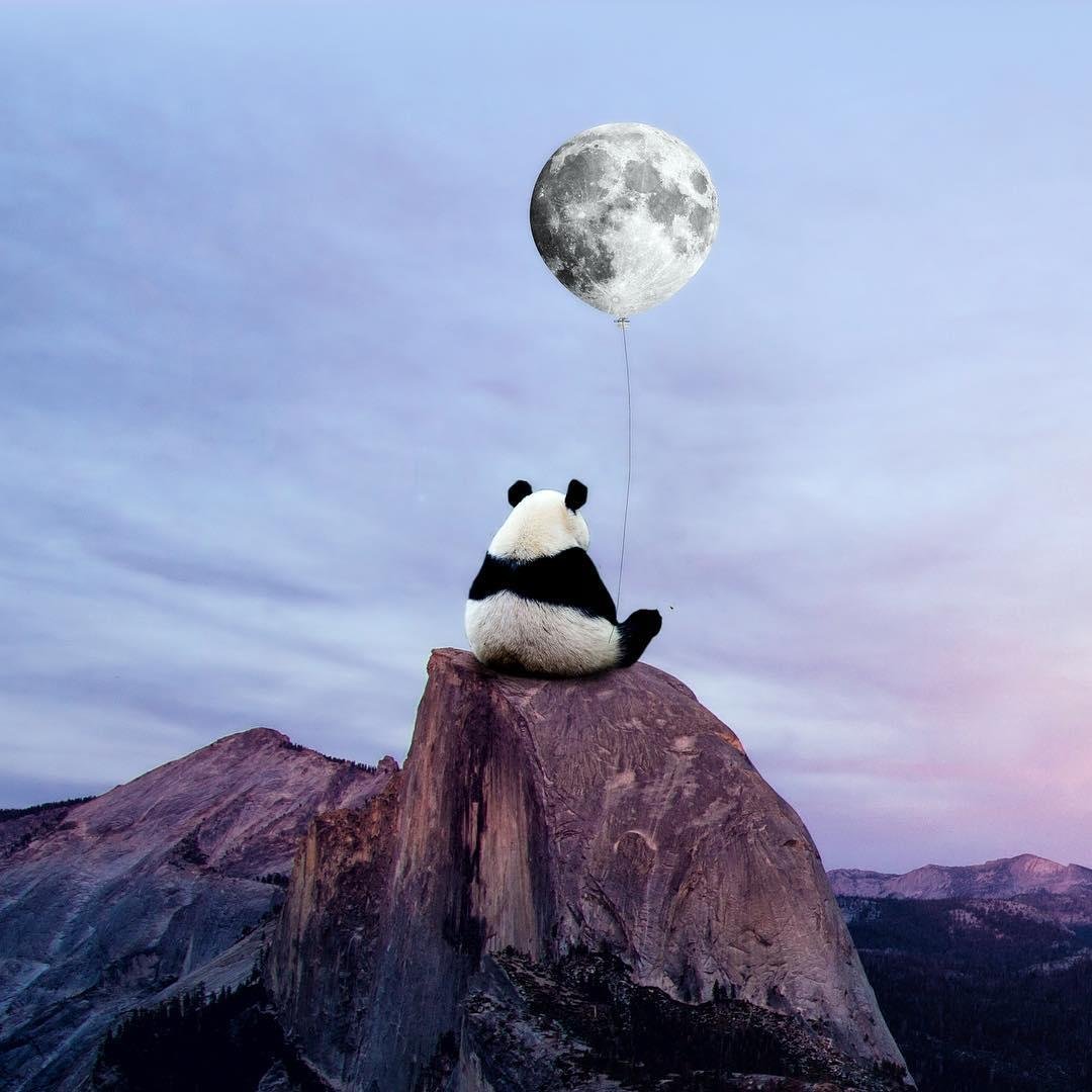 Одинокий Панда