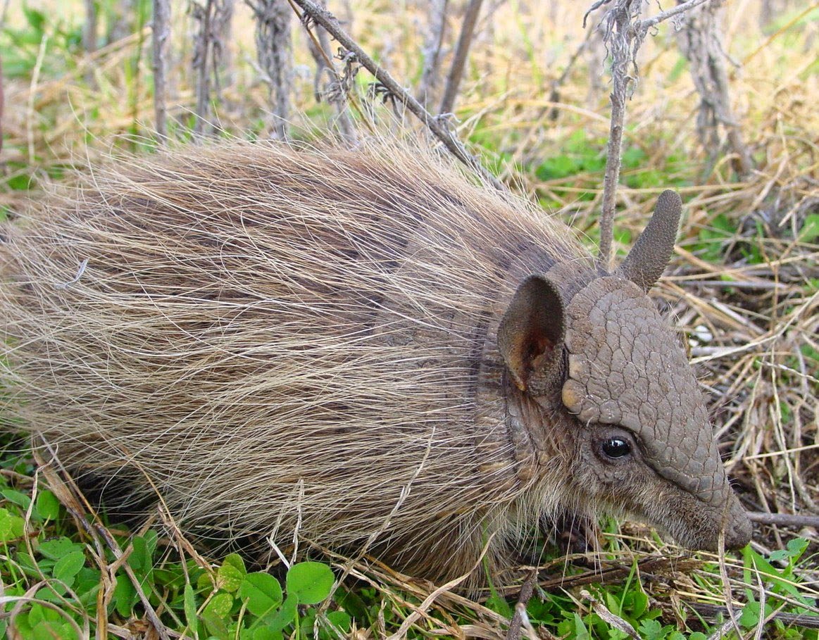 Аргентинский Щитоносец