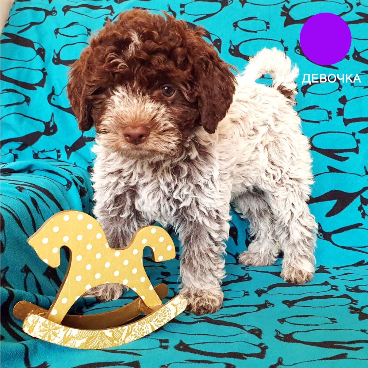 Лаготто романьоло