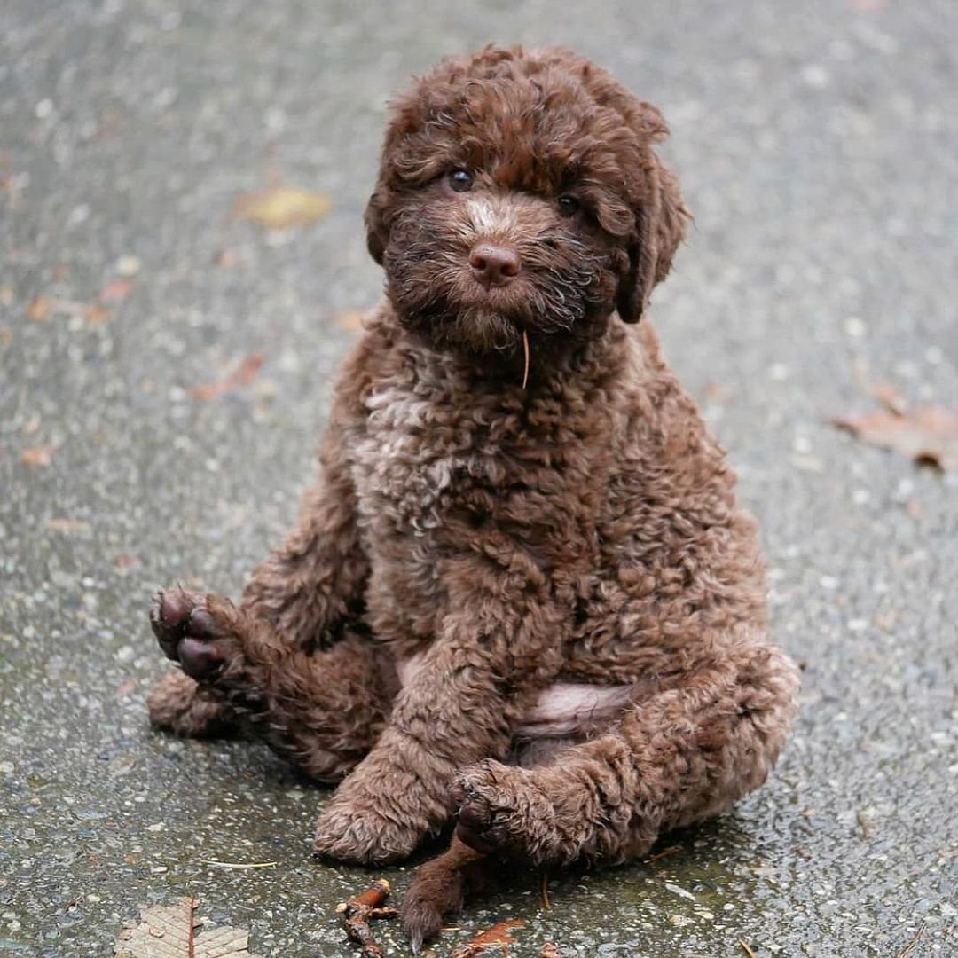 Барбет Лаготто романьоло