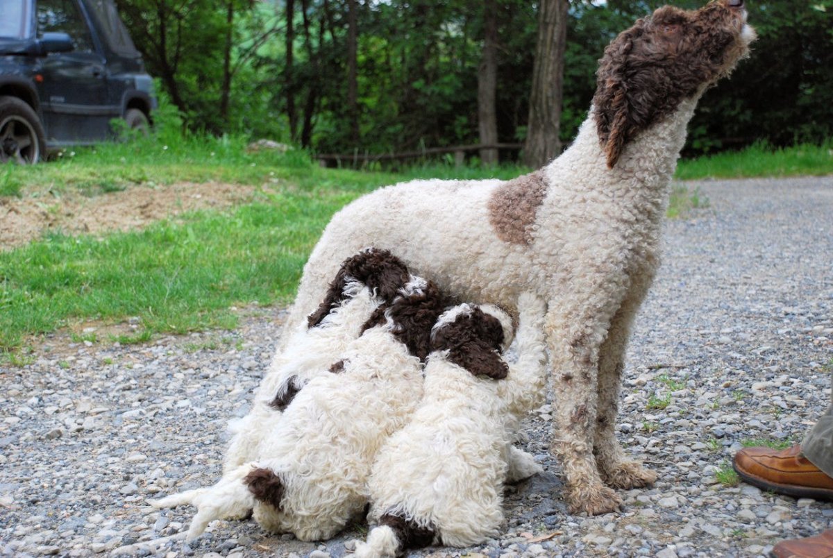 Лаготто романьоло трюфели