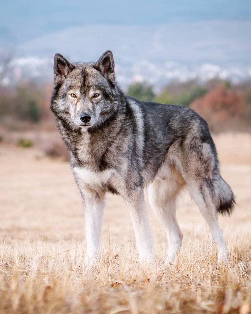 Волкособ хаски