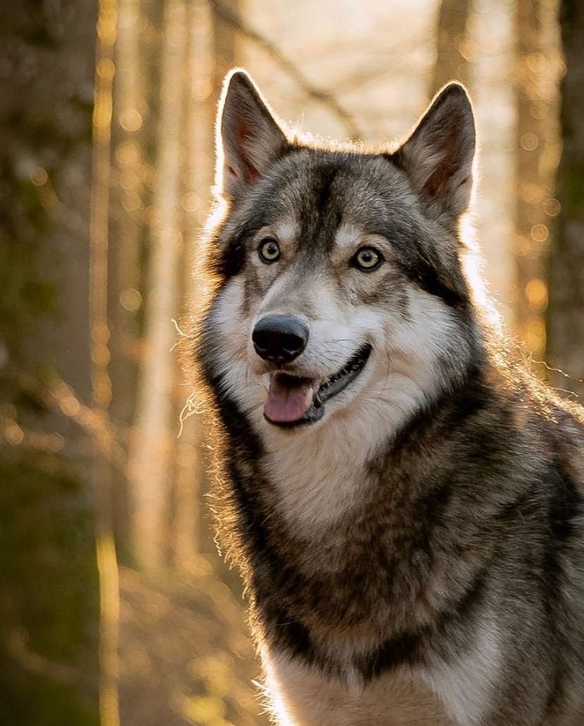 Аляскинский вольфхунд