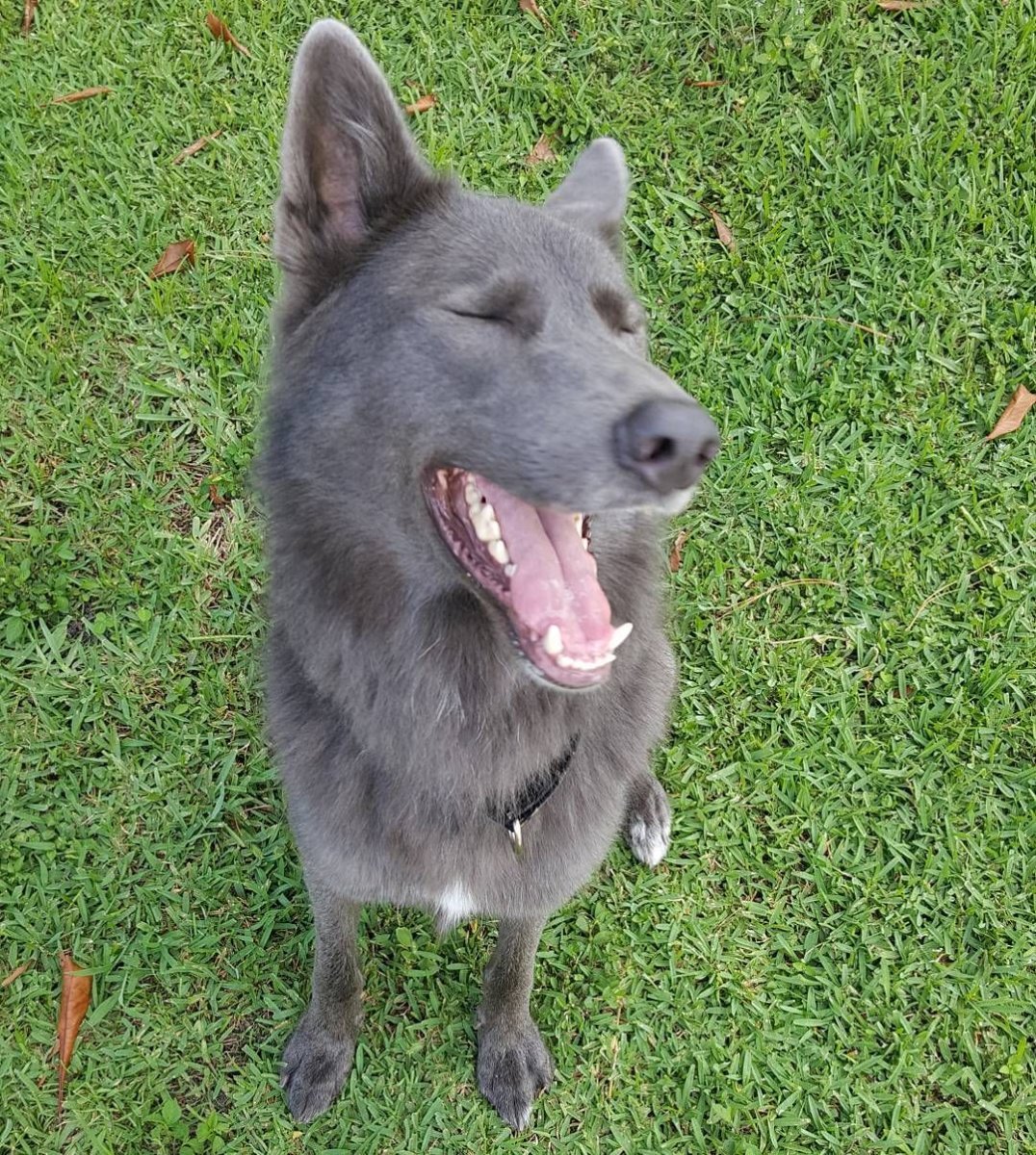 Итальянская Волчья собака