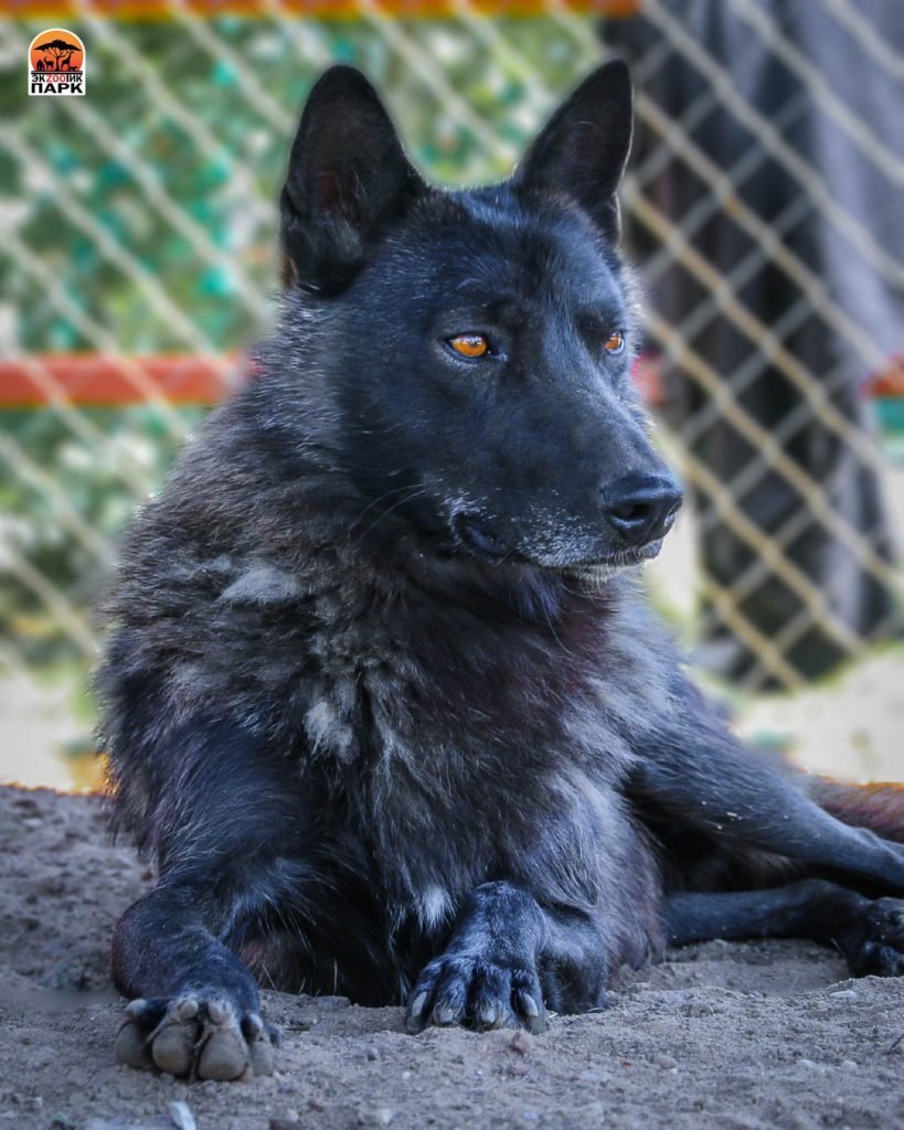 Волкособ голубой вольфхунд