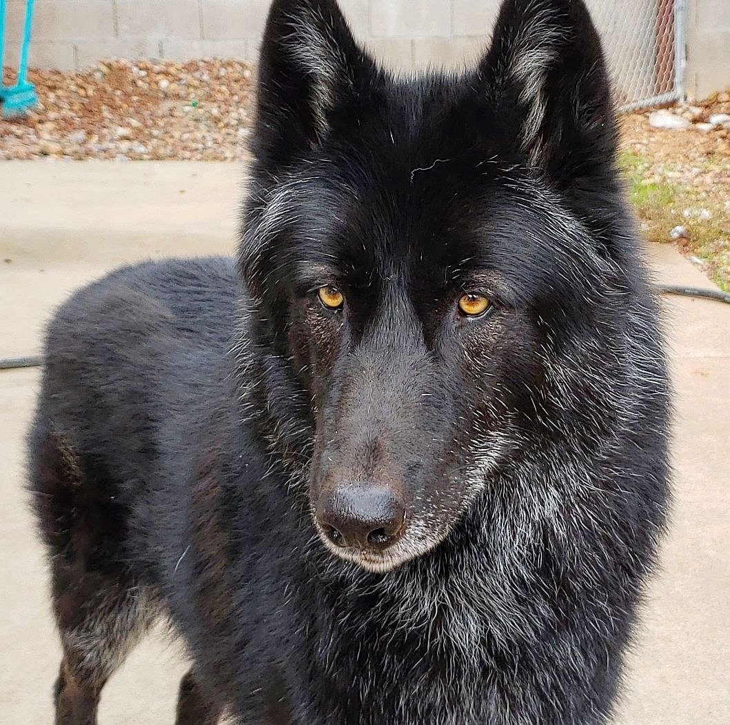 Волкособ черный