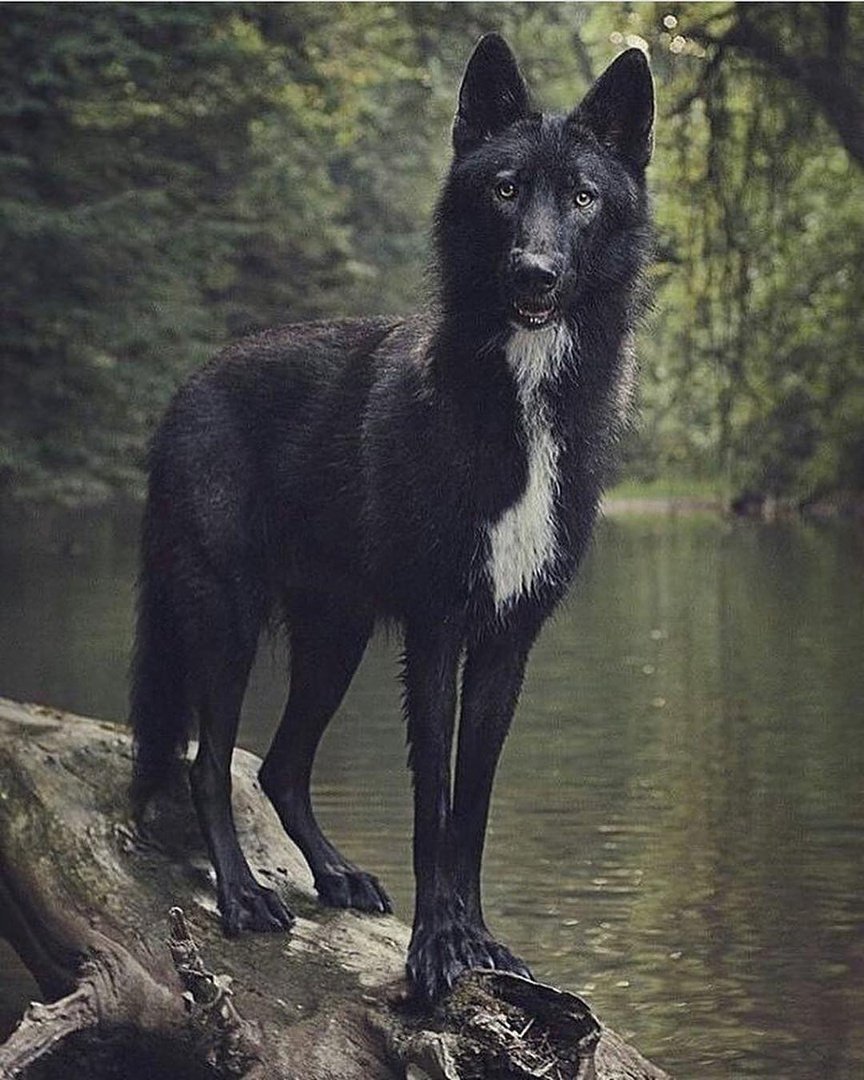Волкособ вольфхунд