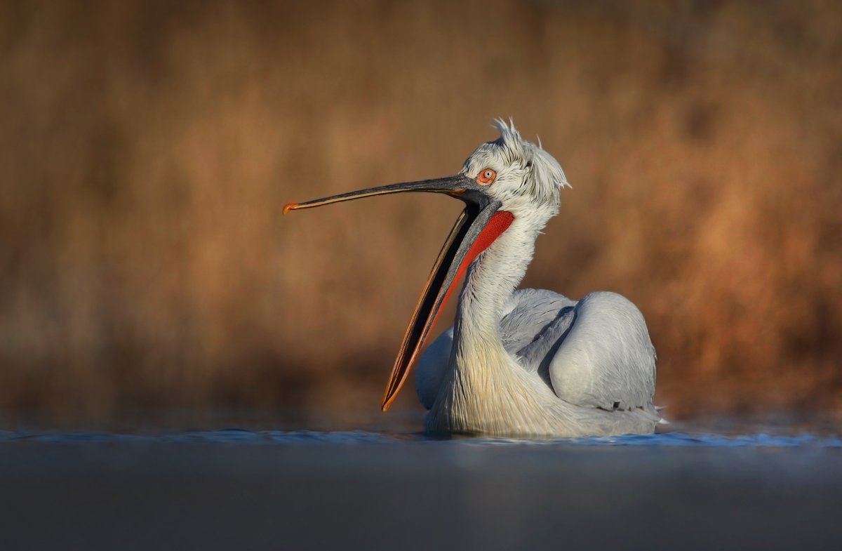 Олег Пеликан