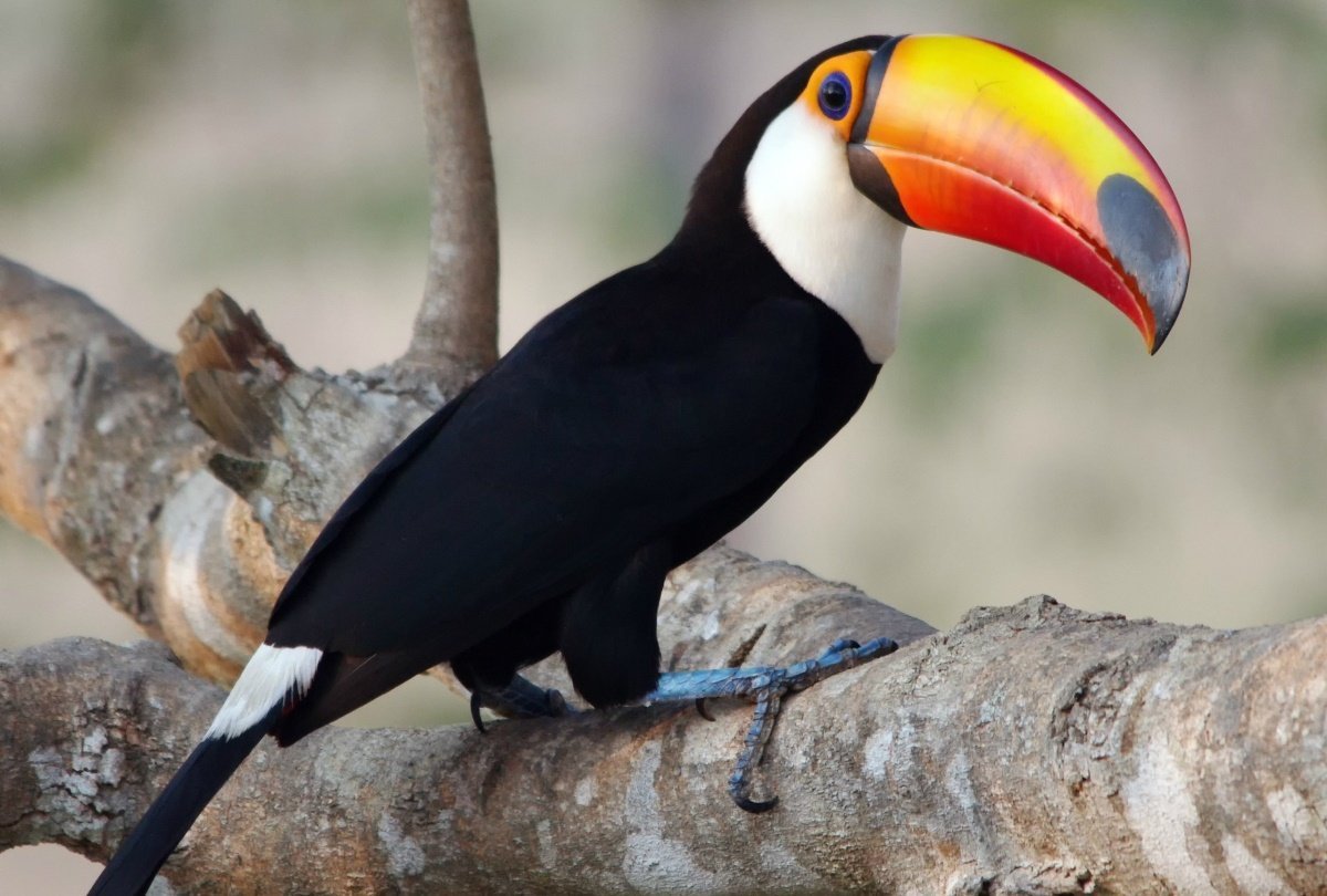 Лимонногорлый Тукан