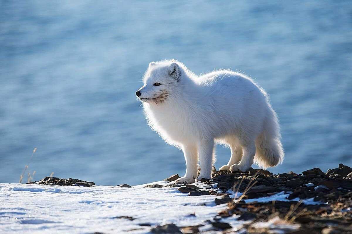 Тундровый песец