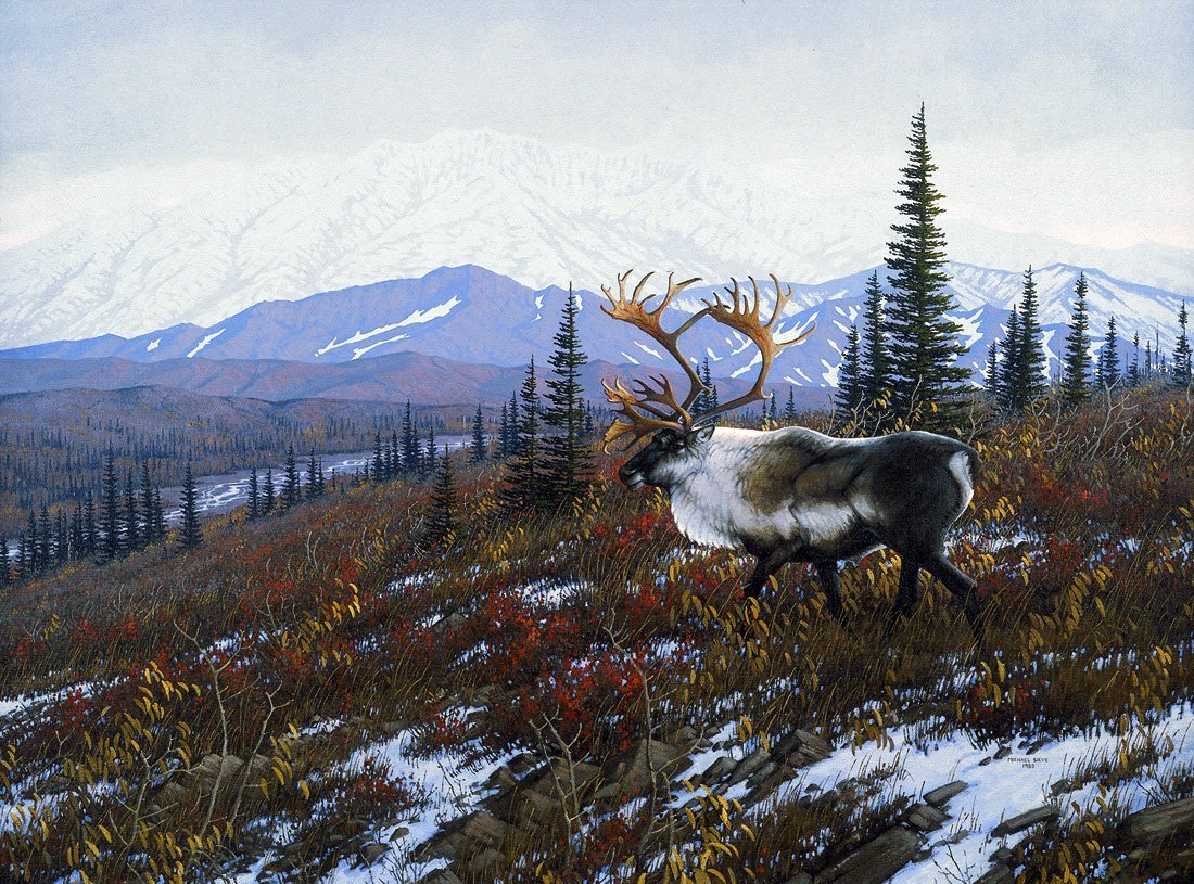 Лось в лесотундре