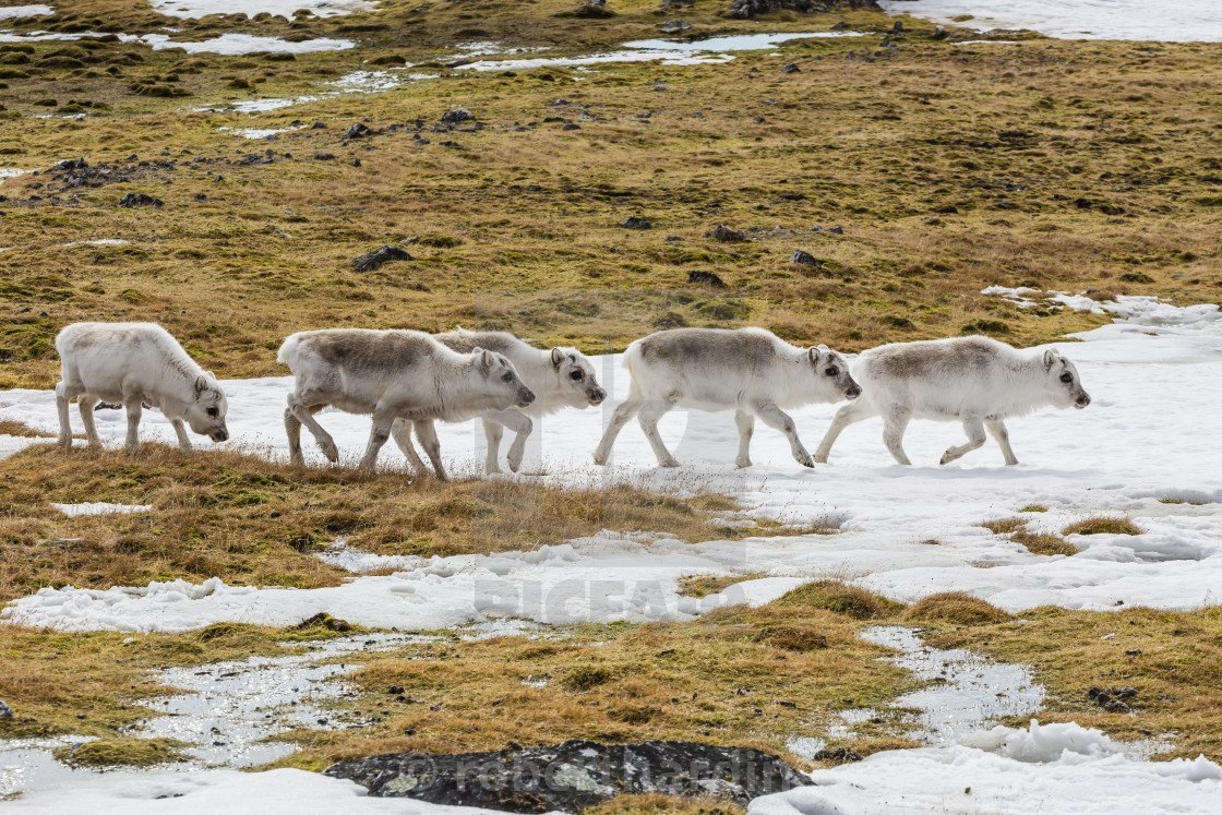 Арктические пустыни Оленьи пастбища